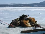 Foto: Dog sledding trip to Mongolia
