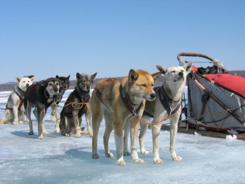 Dog sledding trip to Mongolia