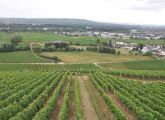 Foto: Along the Riesling route